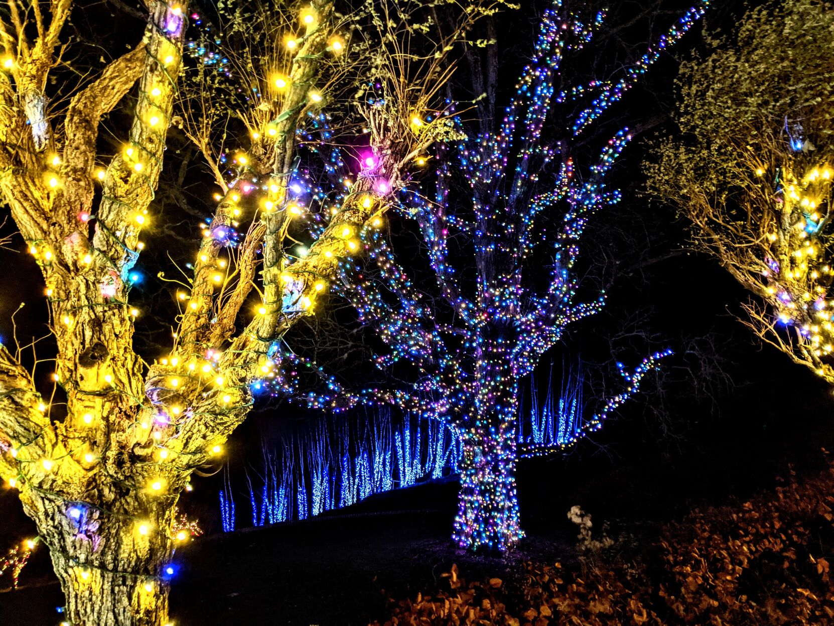 naumkeag-oaktree.jpg